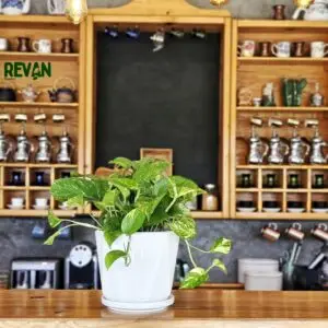 Pothos plant