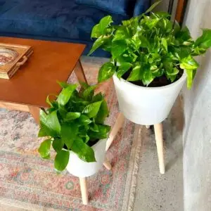Fresh Pothos Plant for Indoor Decor