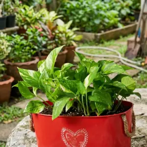 Pothos Money Plant Revan Flower