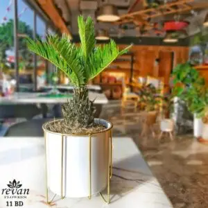 Buy healthy Fresh Cycas Palm Bahrain for your garden or home. A slow-growing, beautiful palm that adds a tropical touch. Order now for fast delivery!