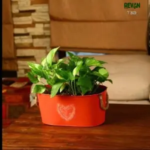 Buy Pothos Money Plant