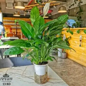 Fresh Spathiphyllum Plant Bahrain in Water Pot