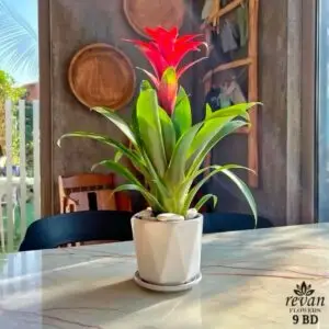 Guzmania Bromeliad indoor flowering plant