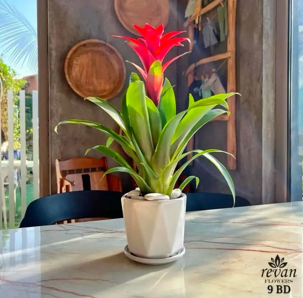 Guzmania Bromeliad indoor flowering plant