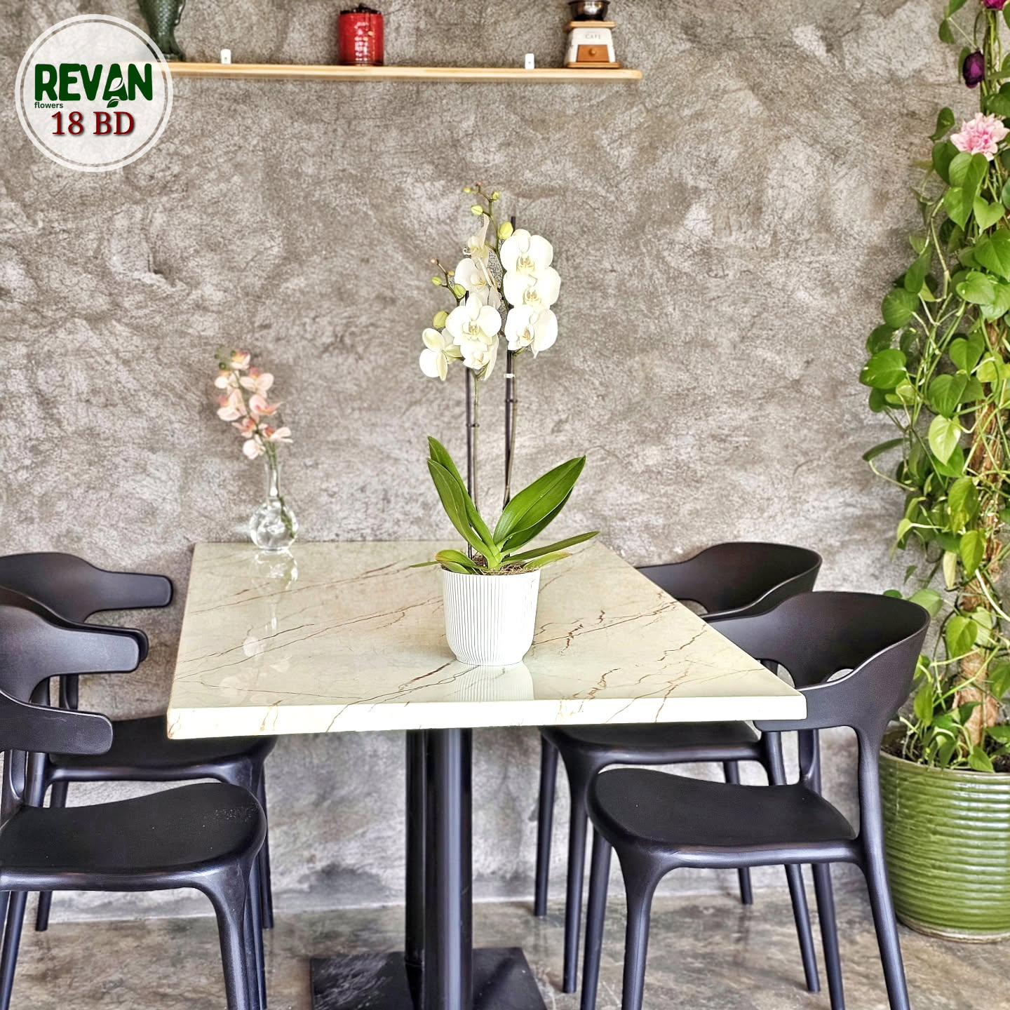 Stunning White Phalaenopsis Lazio Orchid in a decorative pot by Revan Flowers