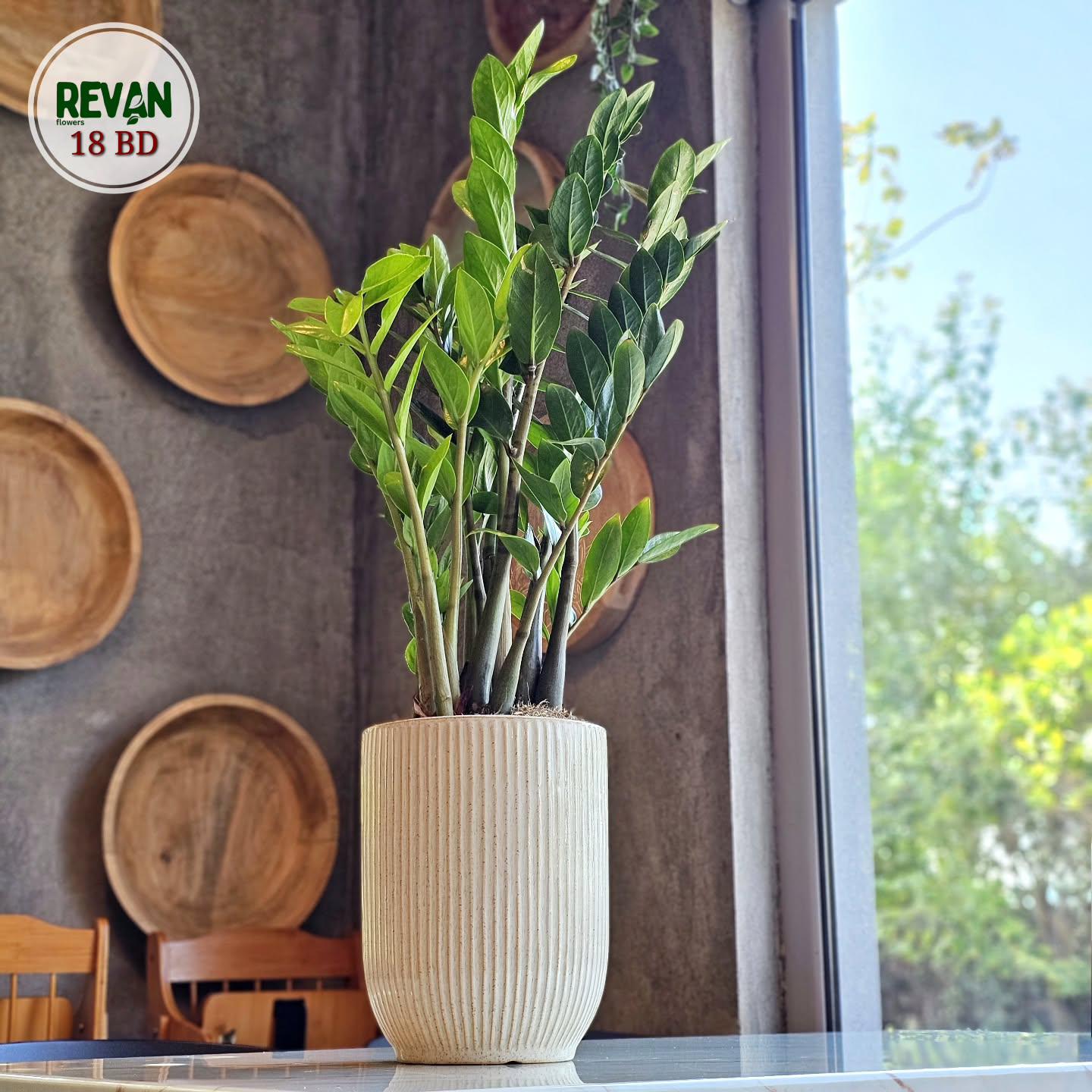 Zamia indoor plant with thick green leaves