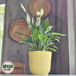Spathiphyllum Peace Lily plant with white flowers