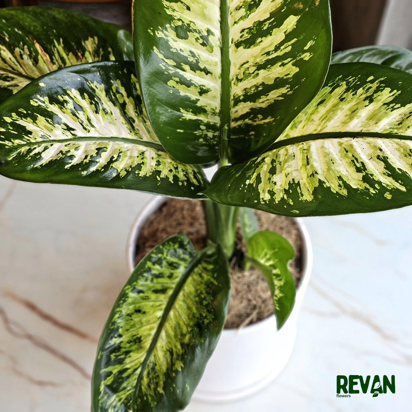 Green and white Diffenbachia indoor potted plant