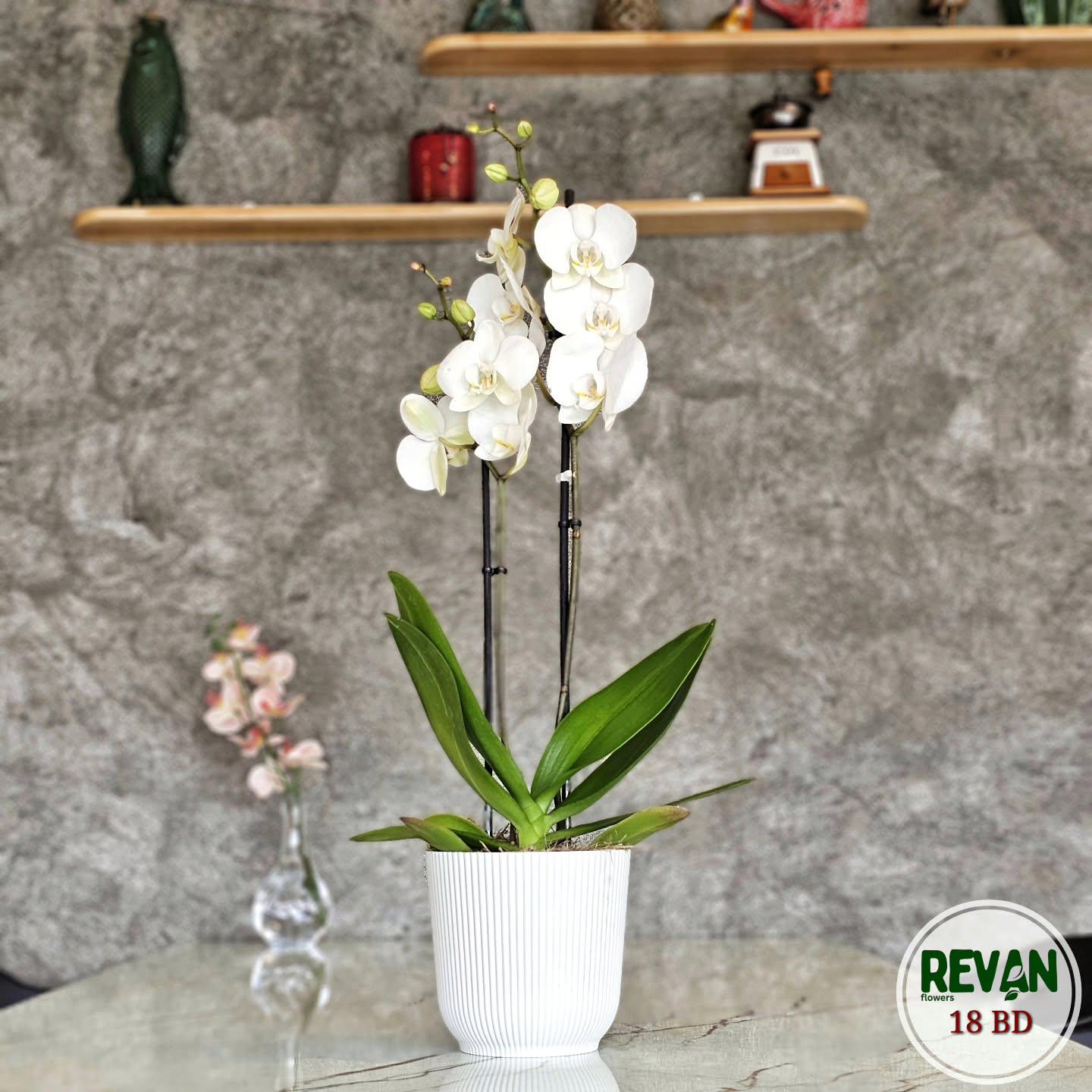 Stunning White Phalaenopsis Lazio Orchid in a decorative pot by Revan Flowers