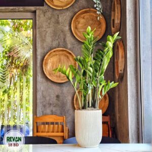 Zamia indoor plant with thick green leaves