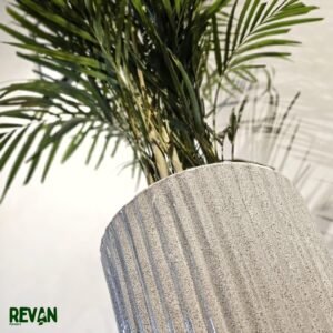 Areca Palm Indoor Plant in Decorative Pot