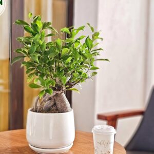 Premium Indoor Bonsai Plant for Modern Home Decor Bahrain