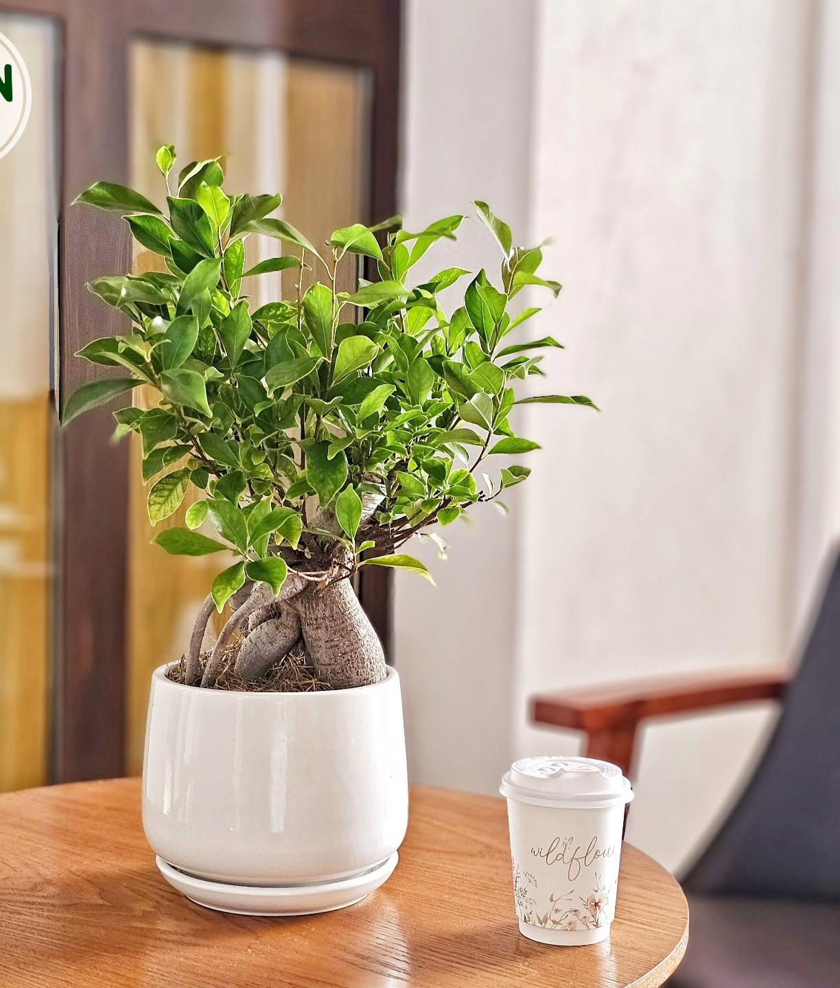 Premium Indoor Bonsai Plant for Modern Home Decor Bahrain