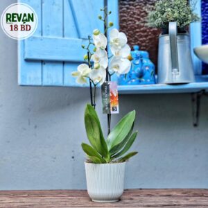 Elegant White Phalaenopsis Orchid in a white pot by Revan Flowers