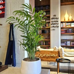 Dypsis lutescens Indoor Plant in Decorative Pot