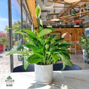 Beautiful Peace Lily Spathiphyllum indoor plant in a white pot by Revan Flowers.