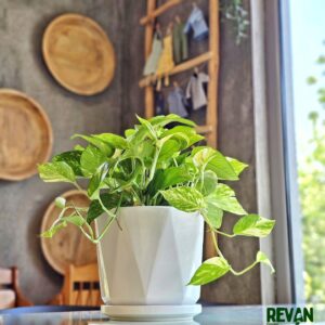 N'joy Pothos Plant