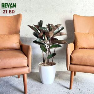 Indoor Rubber Plant with Premium Pot