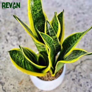Sansevieria Plant with white pot