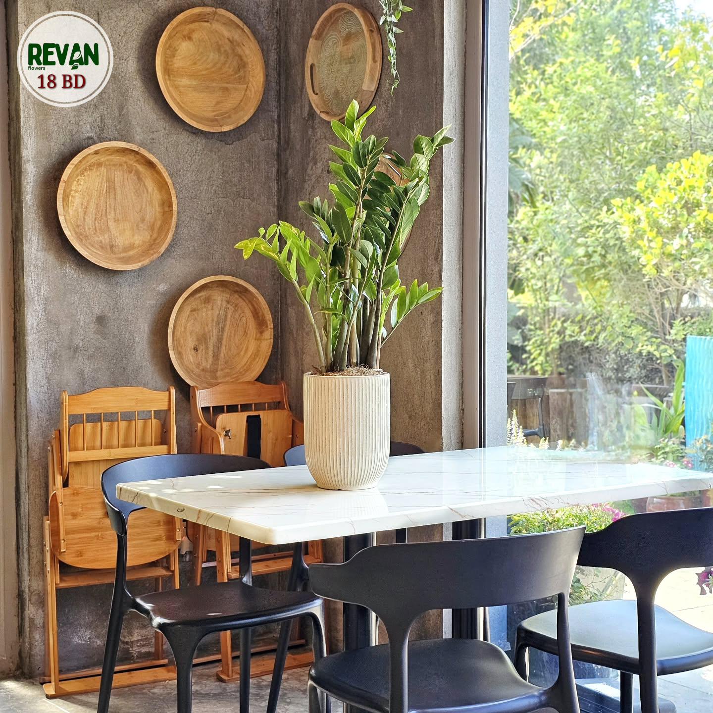 Zamia indoor plant with thick green leaves