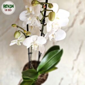 Stunning White Phalaenopsis Lazio Orchid in a decorative pot by Revan Flowers