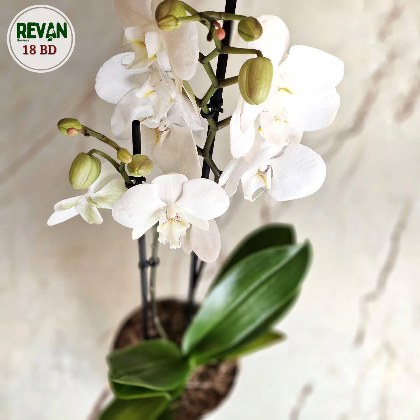 Stunning White Phalaenopsis Lazio Orchid in a decorative pot by Revan Flowers