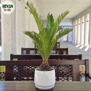 Cycas Palm Indoor Plant in Decorative Pot