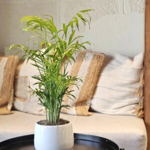 Dypsis lutescens Indoor Plant in Decorative Pot