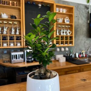 Premium Indoor Bonsai Plant for Home Decor Bahrain