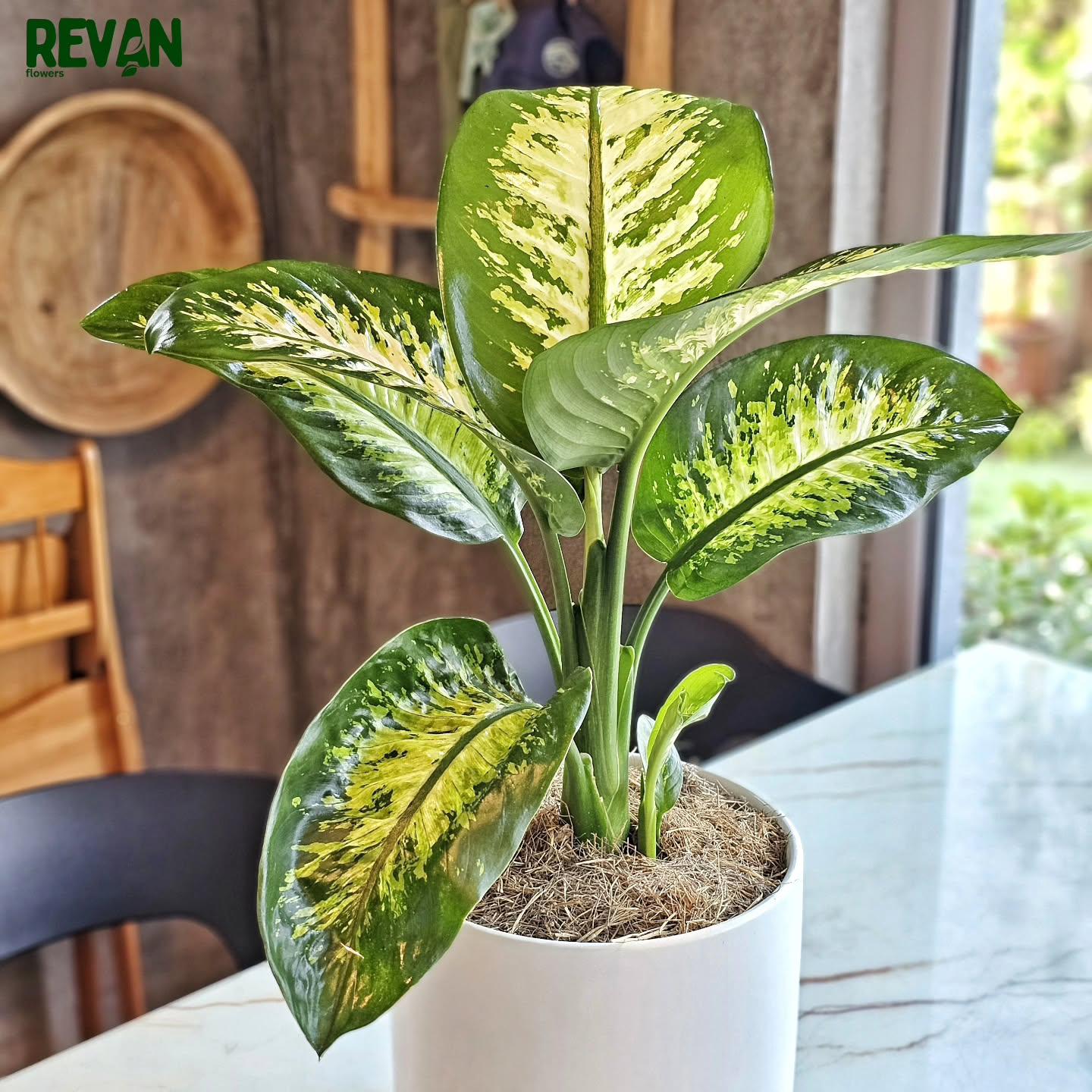 Green and white Diffenbachia indoor potted plant