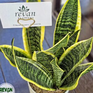 Sansevieria plant in a modern white pot