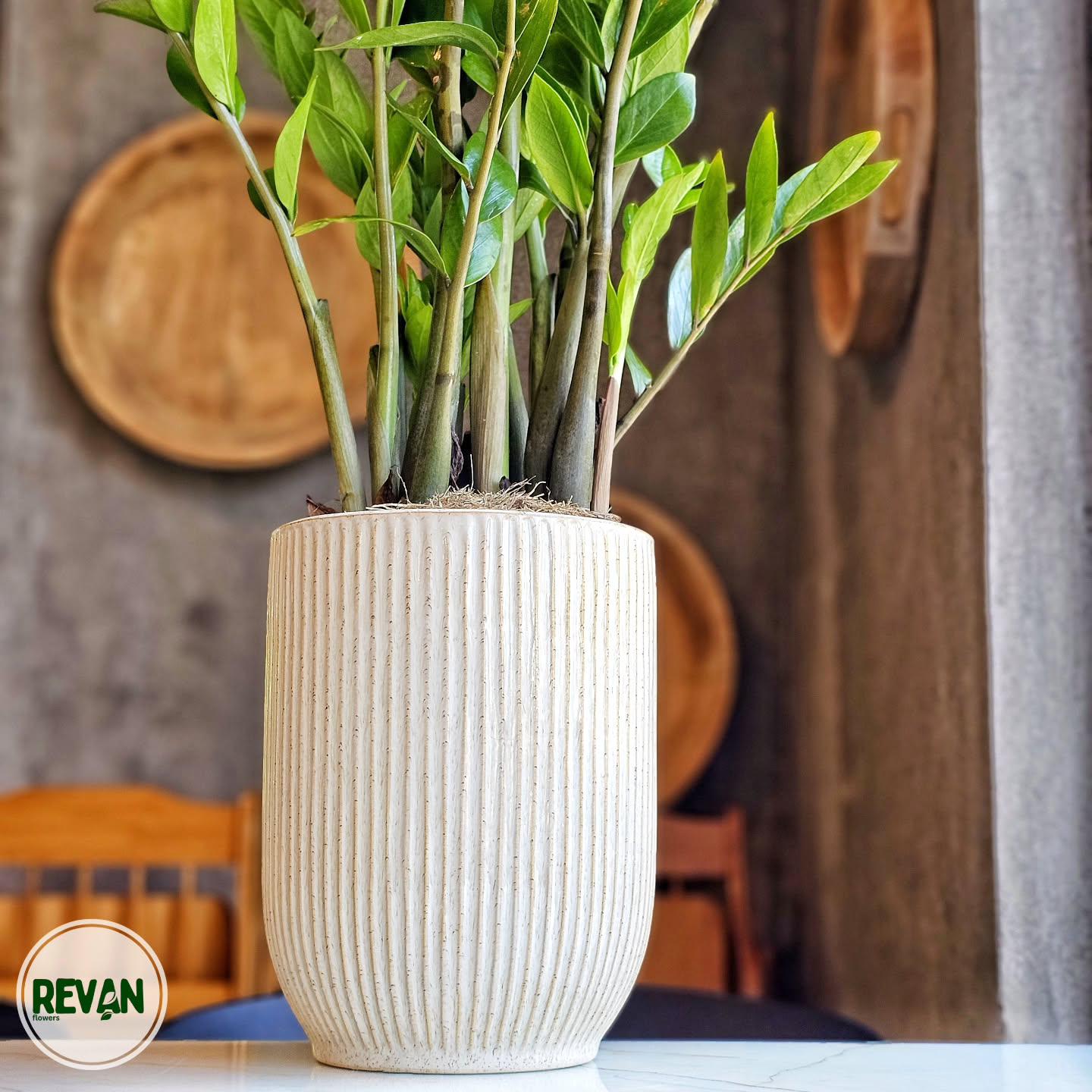 Zamia indoor plant with thick green leaves