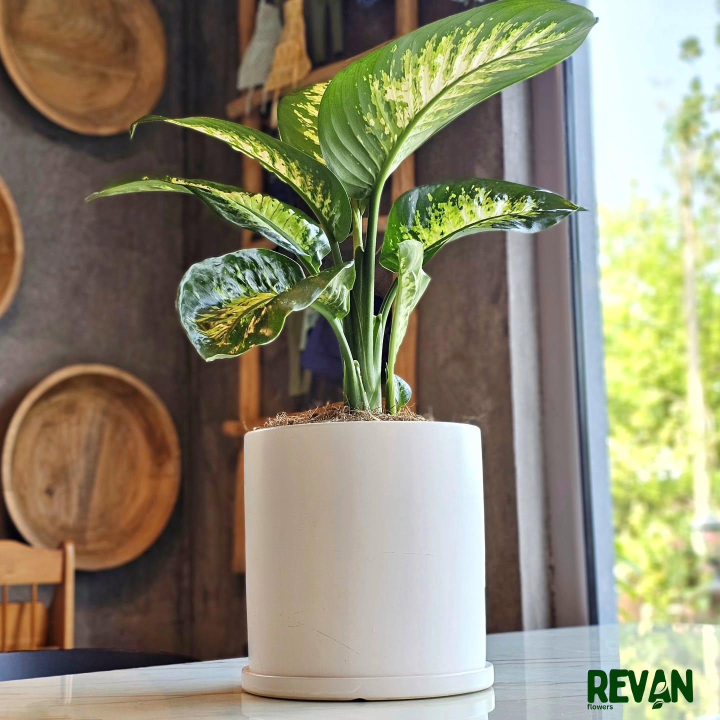 Green and white Diffenbachia indoor potted plant