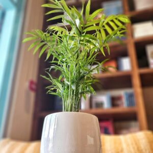 Dypsis lutescens Indoor Plant in Decorative Pot