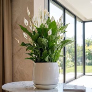Lush green Peace Lily (Spathiphyllum) indoor plant in a white pot, ideal for air purification in living rooms in Bahrain.