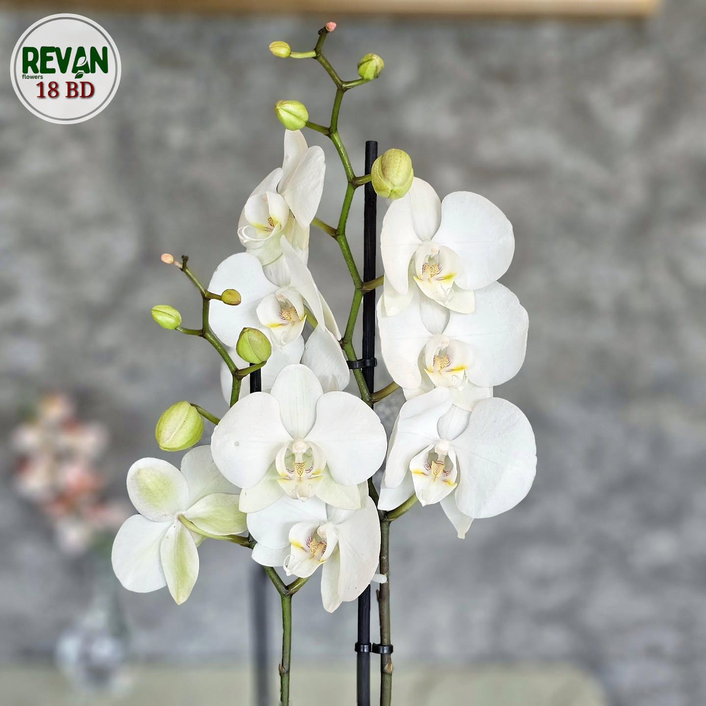 Stunning White Phalaenopsis Lazio Orchid in a decorative pot by Revan Flowers