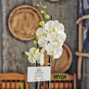 Elegant White Phalaenopsis Orchid in a white pot by Revan Flowers