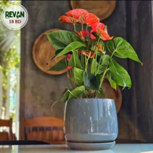 Anthurium Andreanum Flamingo Flower with Pot