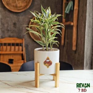Dracaena Reflexa indoor plant