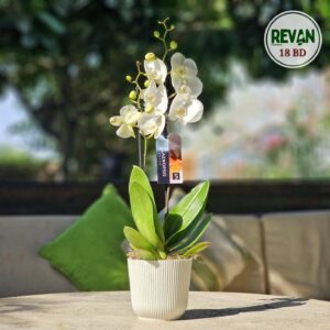 Elegant White Phalaenopsis Orchid in a white pot by Revan Flowers