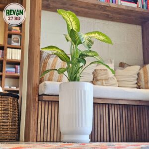 Dieffenbachia Tropic Snow indoor plant with variegated green and white leaves