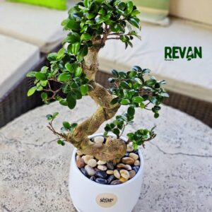Ficus Bonsai S shape in Decorative Pot
