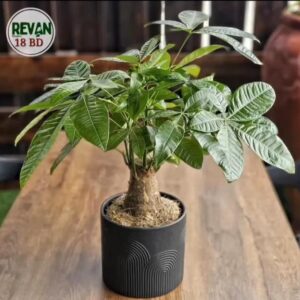 Braided Money Tree Pachira Aquatica indoor plant