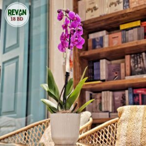 Vibrant Purple Phalaenopsis Orchid plant in a modern pot by Revan Flowers