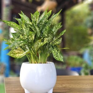 Aglaonema indoor plant with green leaves in a ceramic pot