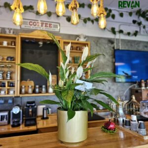 Healthy Peace Lily Spathiphyllum plant in a decorative yellow pot by Revan Flowers.