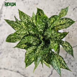 Aglaonema indoor plant with green leaves in a ceramic pot