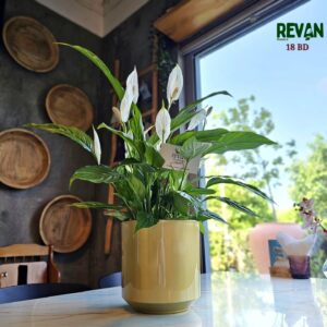 Healthy Peace Lily Spathiphyllum plant in a decorative yellow pot by Revan Flowers.
