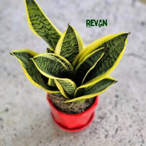 Sansevieria plant for indoor decor
