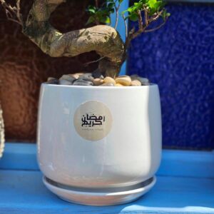 Ficus Bonsai S shape in Decorative Pot